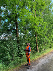 AIDA GEO Baumkontrolle